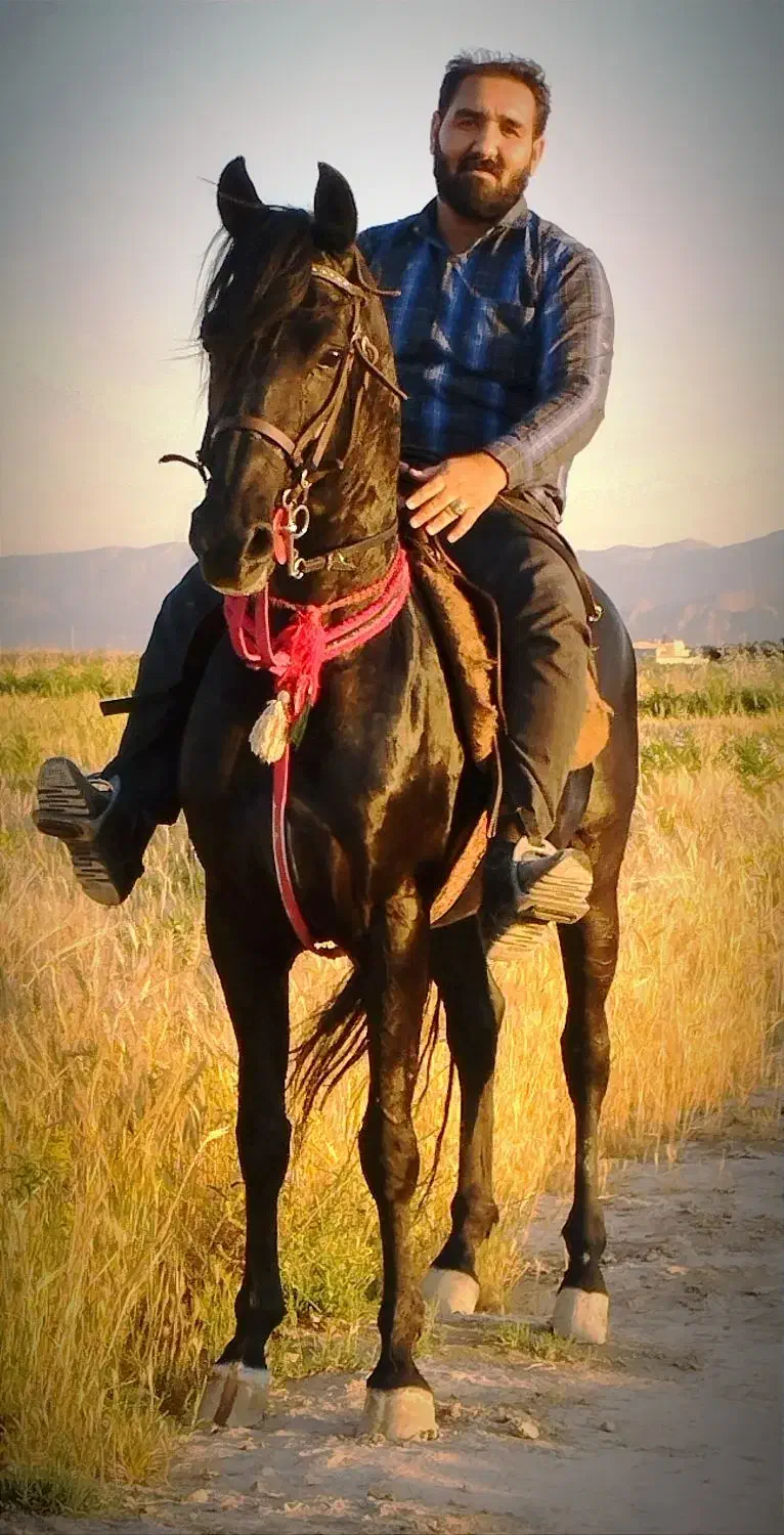 کشش اسب سیلمی|اسب و تجهیزات اسب‌سواری|مرودشت, کناره|دیوار