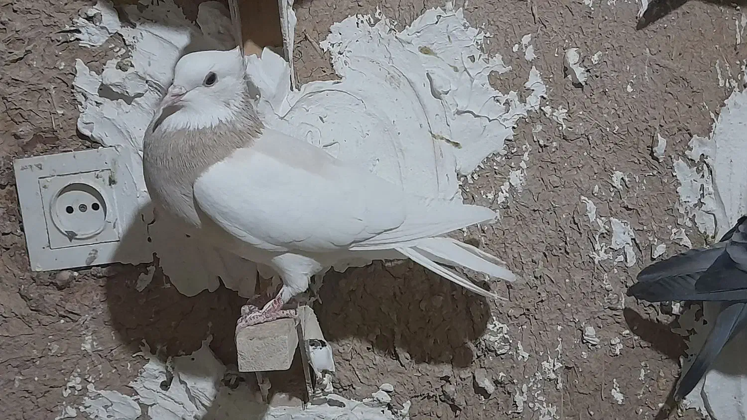 کفتر بهبانی سه تا ش باهم میدم دوتومن|پرنده|ارژن, |دیوار