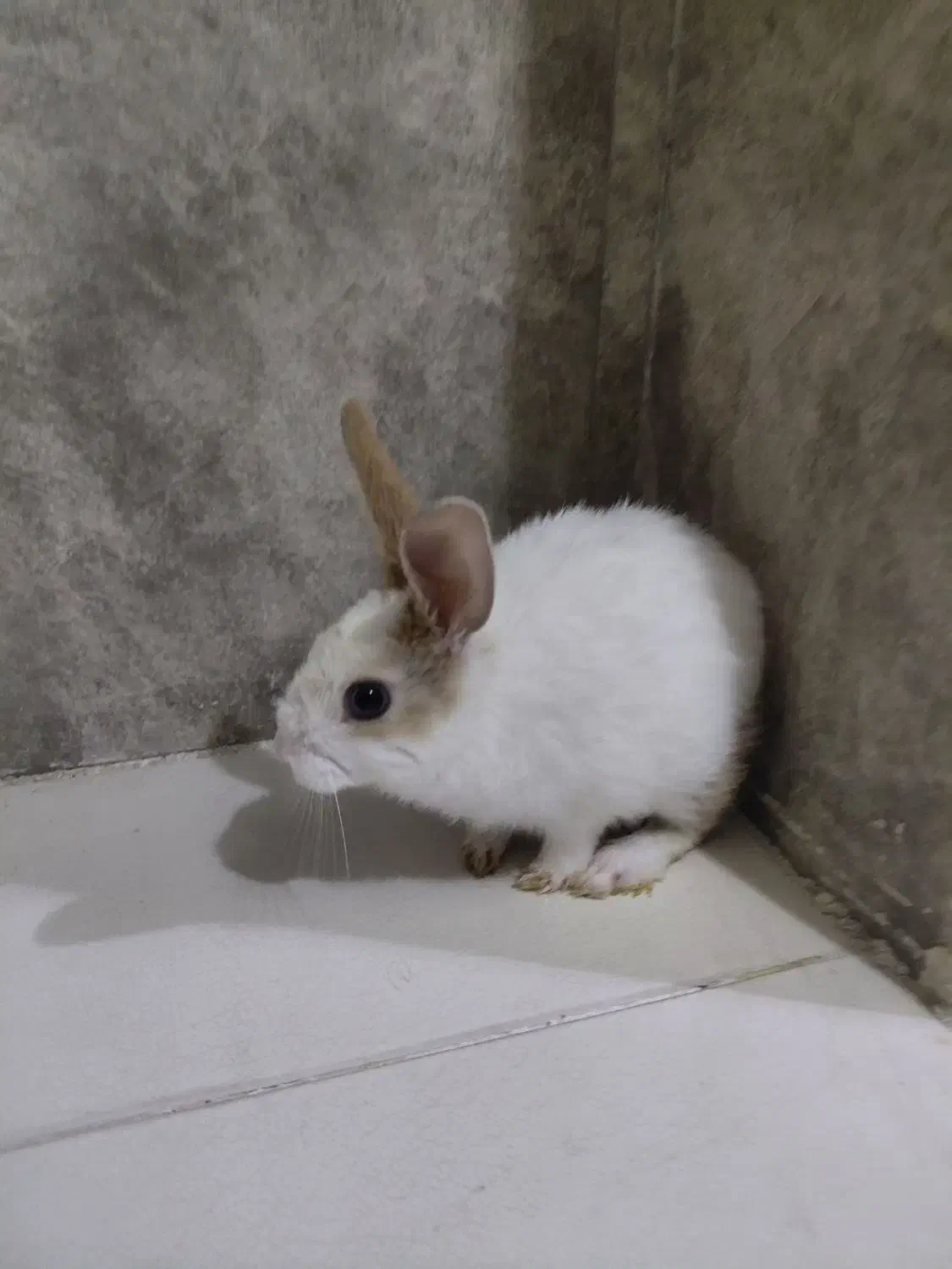 خرگوش بچه چند ماهه سفید|موش و خرگوش|مشهد, رضاشهر|دیوار