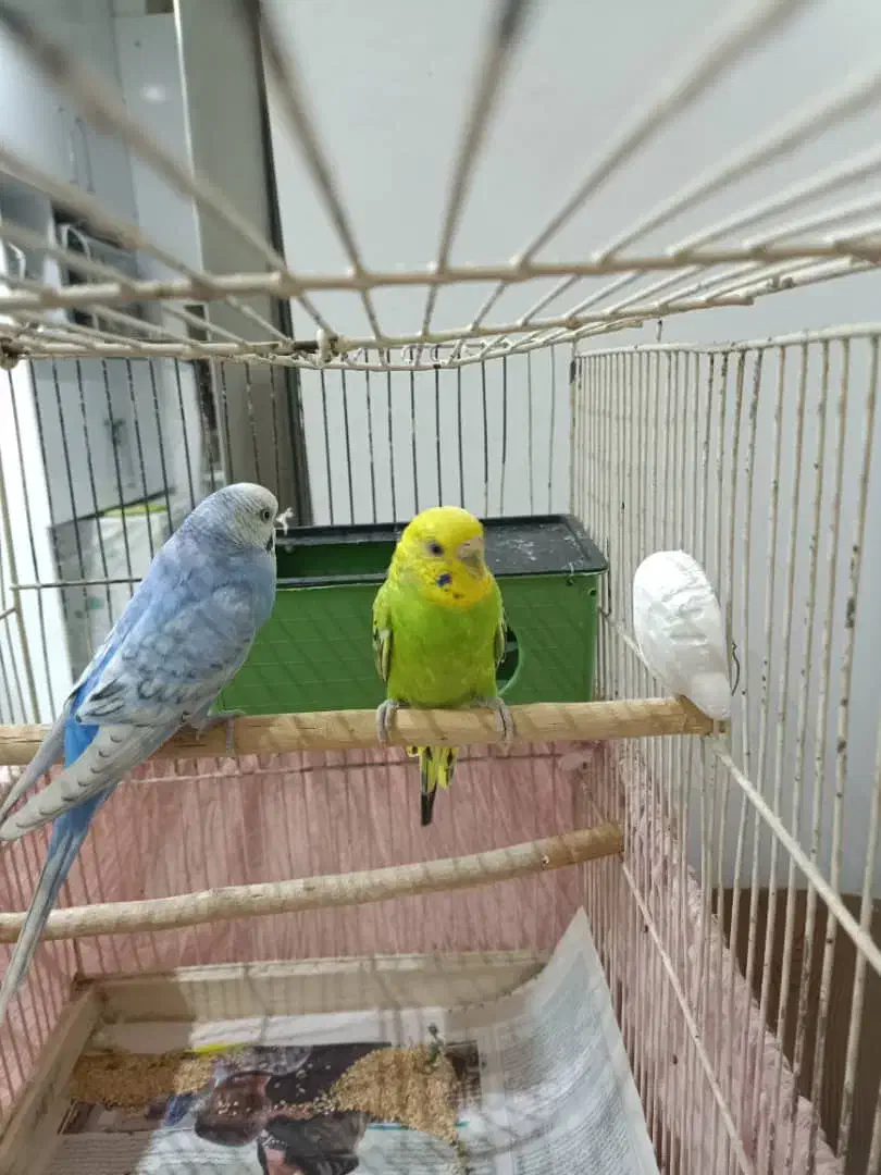 مرغ عشق|پرنده|رشت, دیانتی|دیوار