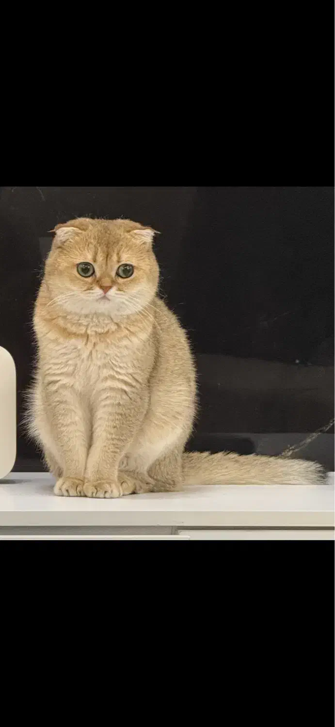 فروش دو گربه ny11|گربه|کرج, گوهردشت|دیوار