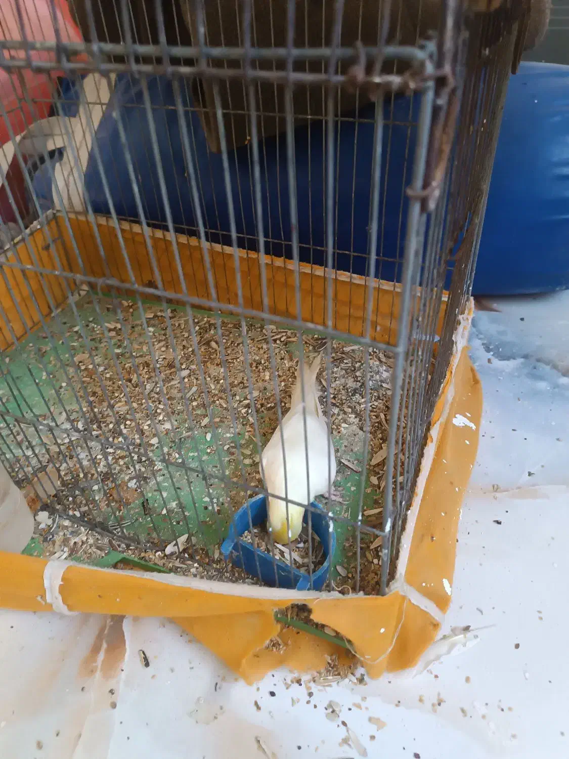 عروس هلندی|پرنده|میناب, |دیوار