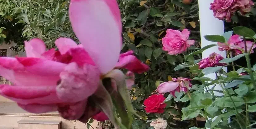یکی از تمیزترین باغ ویلا هایی که توی آبسرد هست|فروش خانه و ویلا|آبسرد, |دیوار