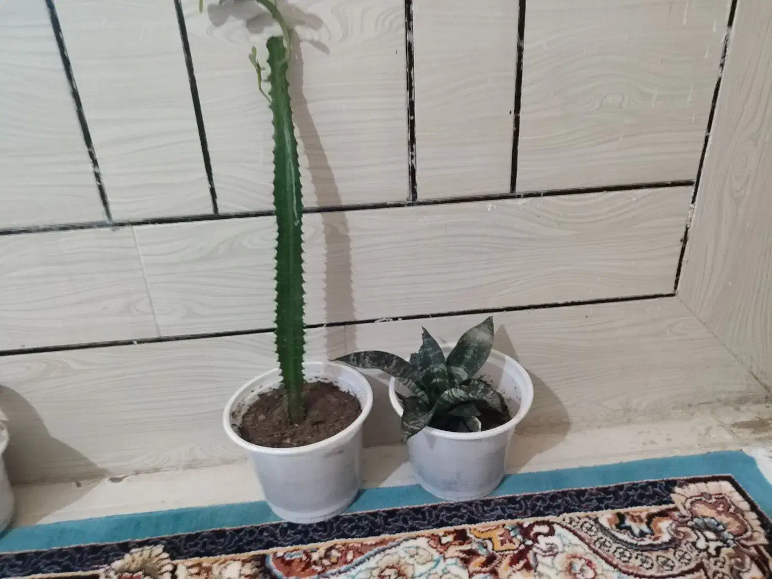 گل طبیعی|گل و گیاه طبیعی|یاسوج, |دیوار