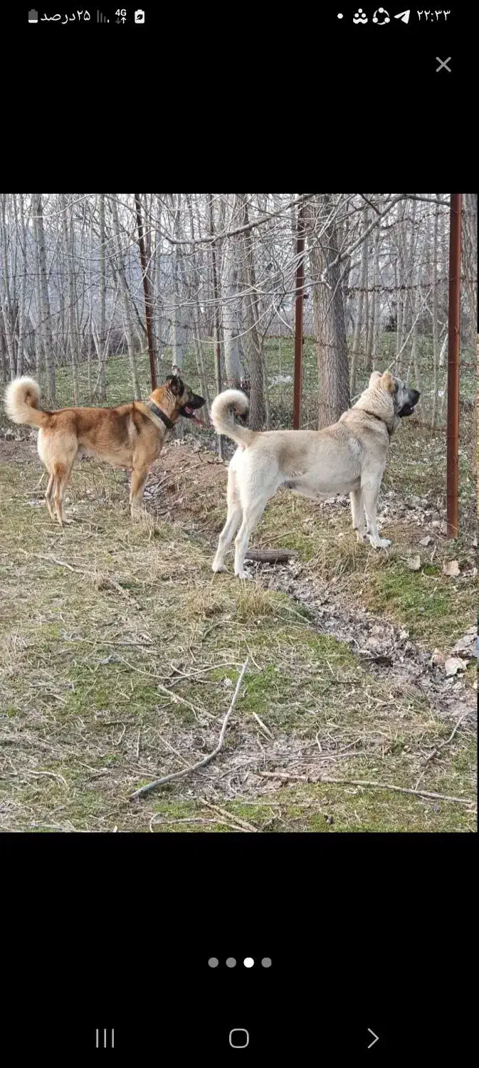 توله سگ سرابی|سگ|سنگر, |دیوار