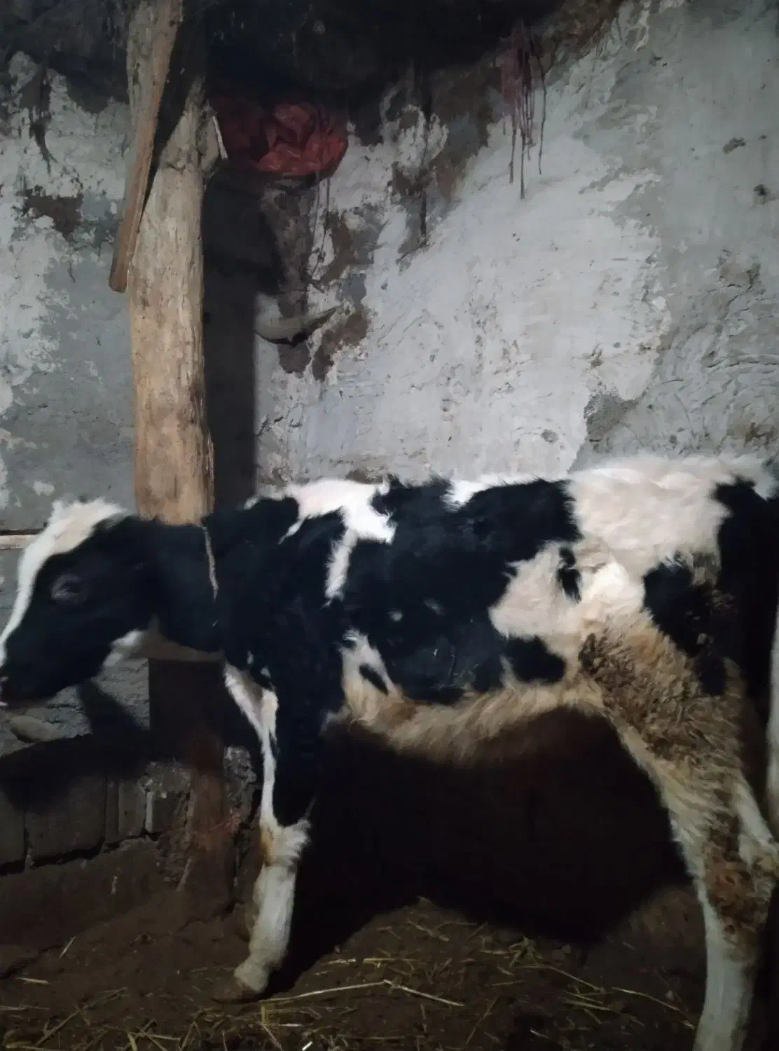 گوساله|حیوانات مزرعه|نیر (اردبیل), |دیوار