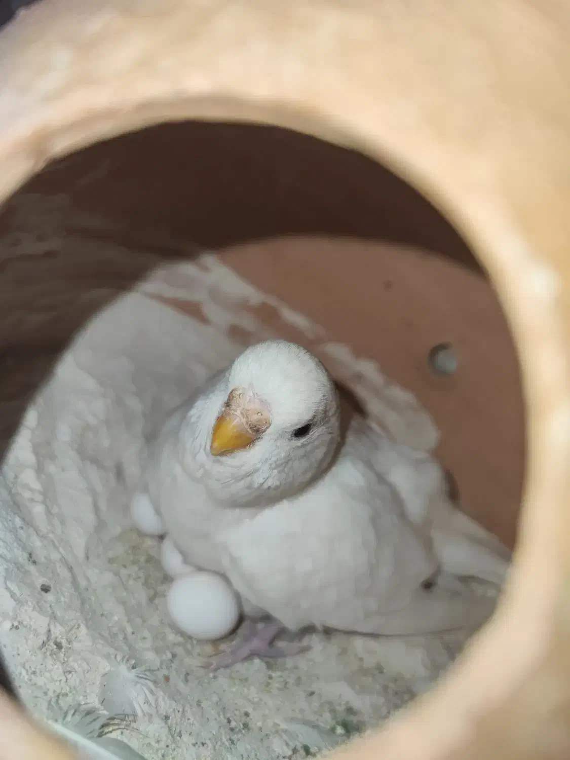 چند جفت مرغ عشق مولد و تخم گذار|پرنده|قره ضیاالدین, |دیوار