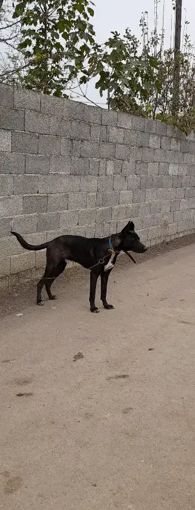 سگ‌گریت‌دین|سگ|رشت, لاکان|دیوار