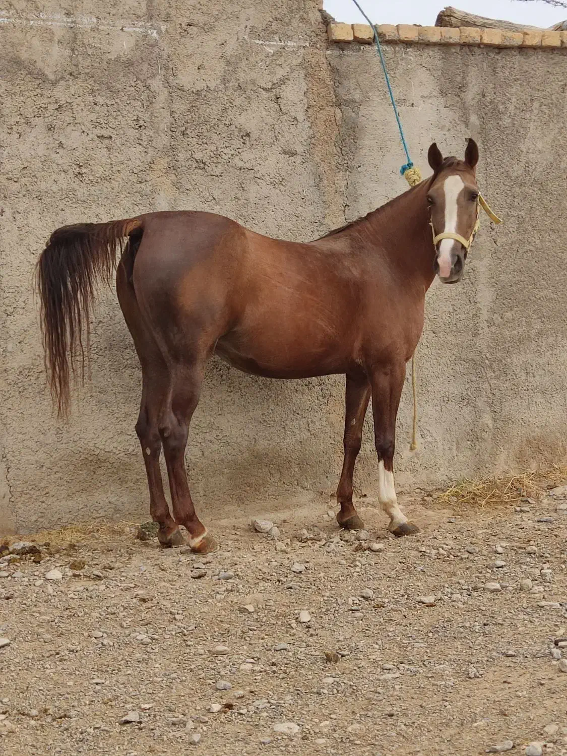 فروش مادیون|اسب و تجهیزات اسب‌سواری|پاسارگاد, |دیوار