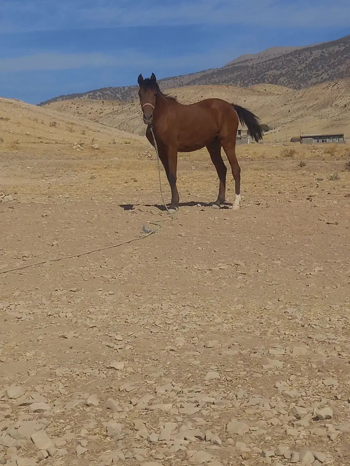 سلام یک عدد کره مادیان کرد|اسب و تجهیزات اسبسواری|ایلام, |دیوار