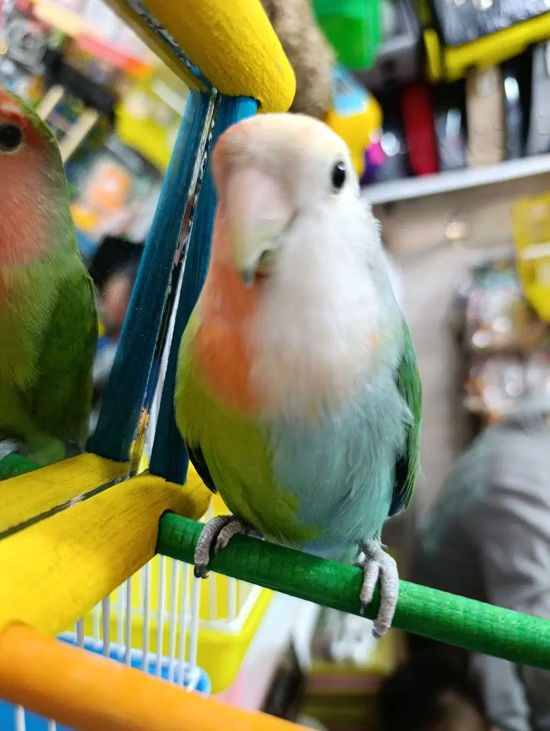 طوطی برزیلی دورنگ|پرنده|شهریار, شهرک وائین|دیوار