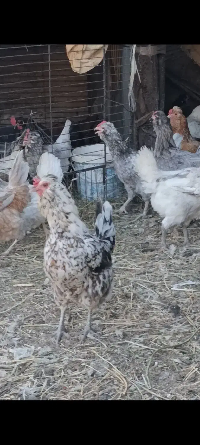 جوجه گلین با کیفیت چناران|حیوانات مزرعه|مشهد, شهرک امام هادی (شهرک غرب)|دیوار