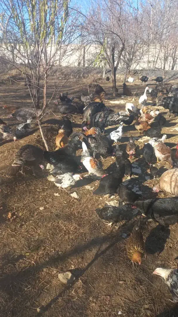 بوقلمون محلی|حیوانات مزرعه|کرج, گلستان|دیوار