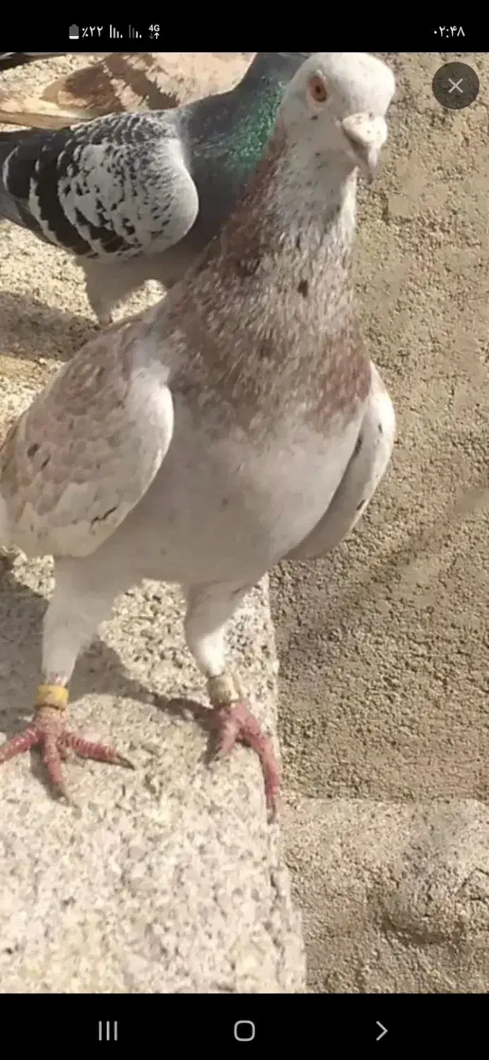 ۷ عدد پلاکی|پرنده|ایلام, |دیوار