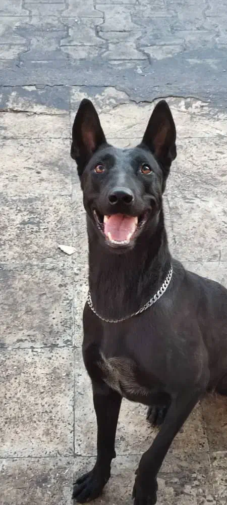 مالینیوز بلک|سگ|خمیر, |دیوار