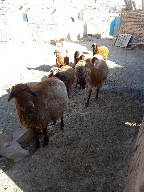 گوسفندشیشک|حیوانات مزرعه|سرولایت, |دیوار