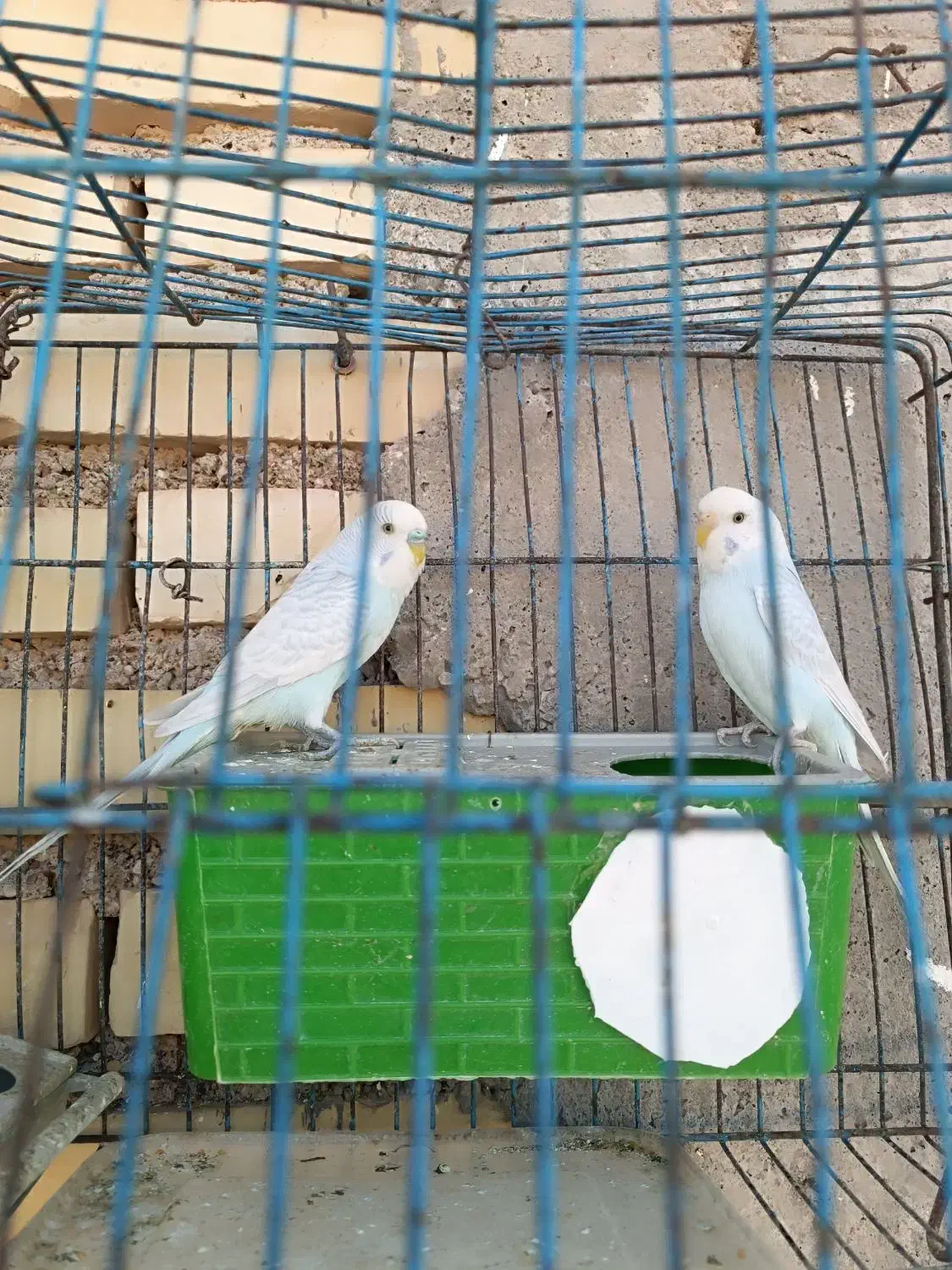 مرغ عشق|پرنده|کرخه, |دیوار