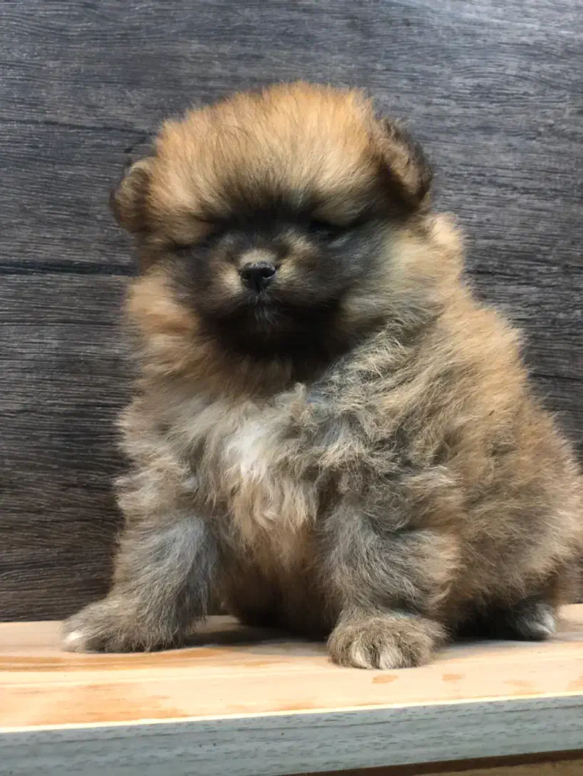 دو تا توله پامر ماده|سگ|زرگرشهر, |دیوار