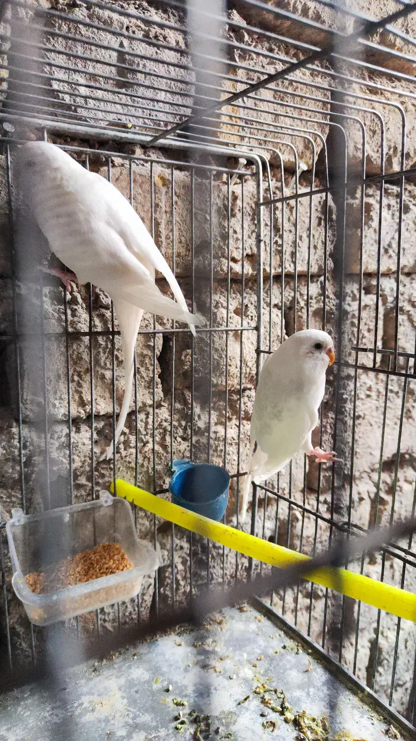 مرغ عشق البینو|پرنده|فردوس (خراسان), |دیوار