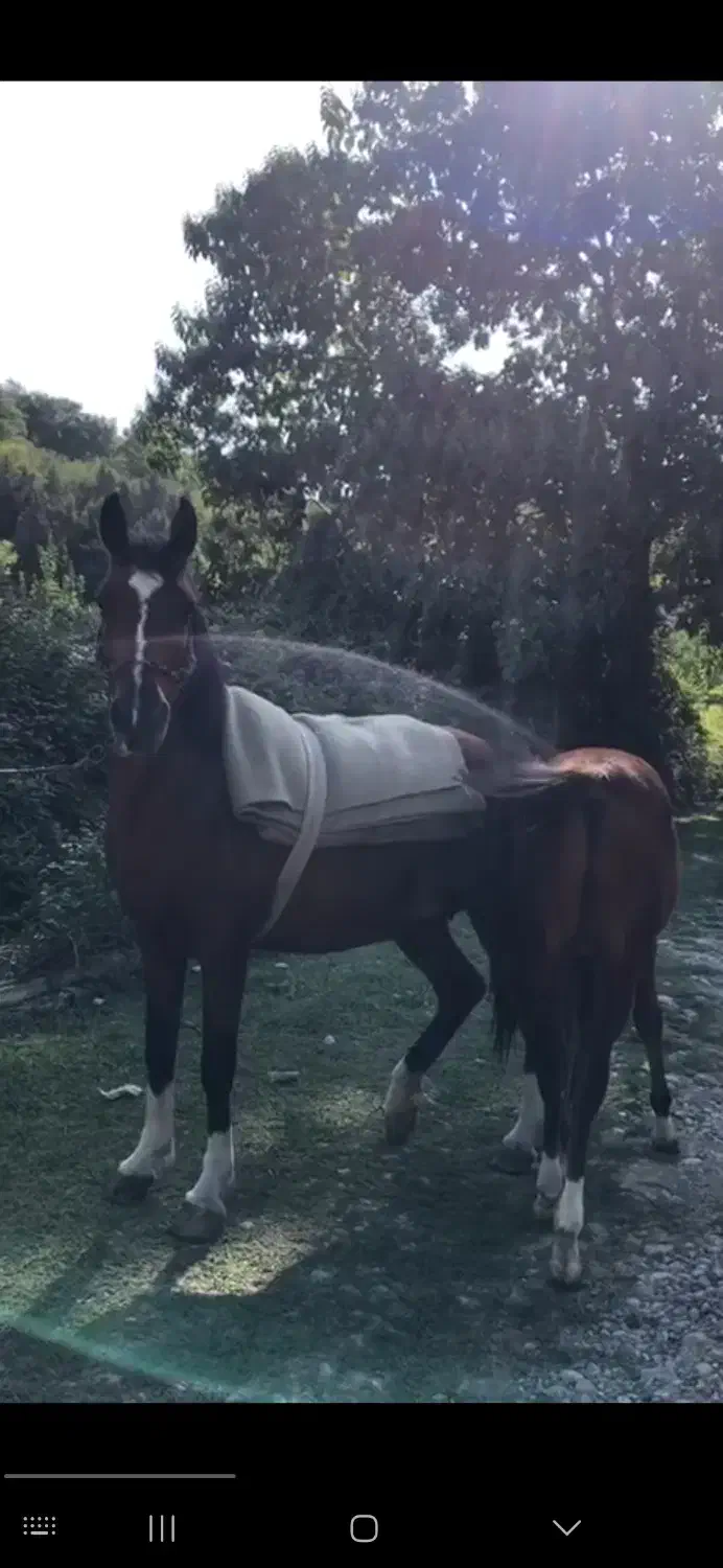 اسب مادیان با کورع یابو|اسب و تجهیزات اسبسواری|گرگان, |دیوار