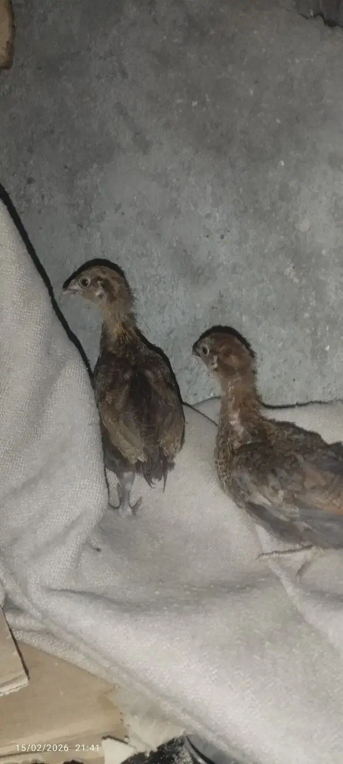 مرغ گلین و جوجه محلی اصل|حیوانات مزرعه|ایذه, |دیوار