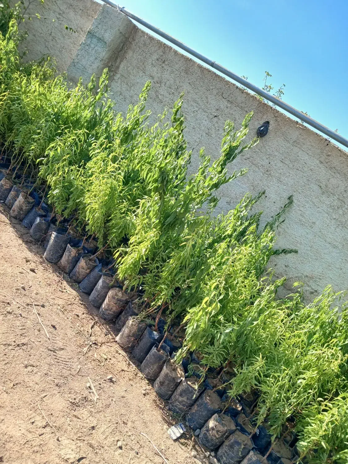 نهال بادام پربار سالم نهال|خدمات باغبانی و درختکاری|اراک, |دیوار