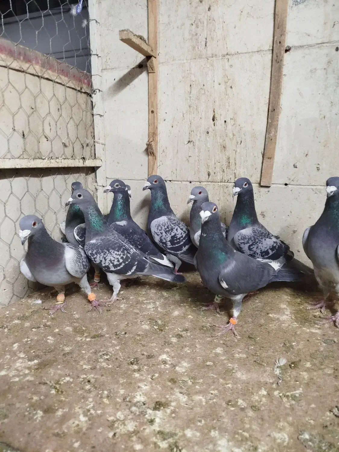 کفتر کبوتر 4تا دسته|پرنده|مشهد, ابوذر|دیوار