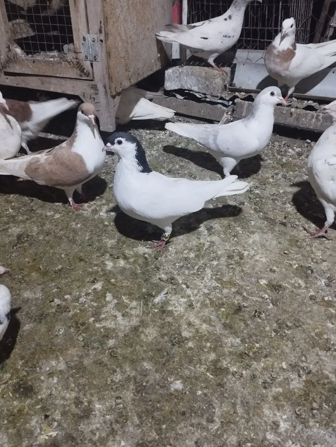 رنگی وتکپر|پرنده|گرگان, |دیوار