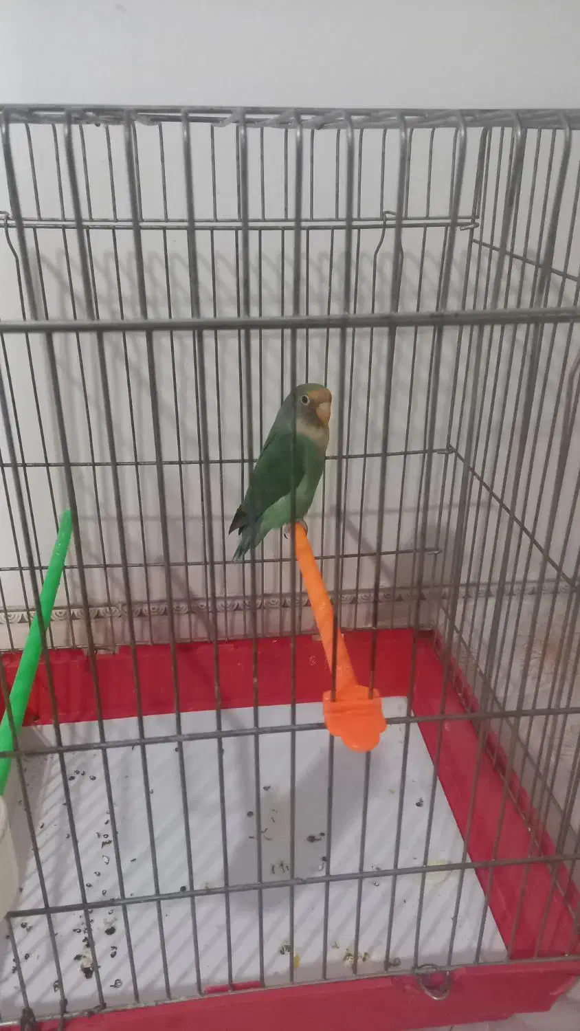 طوطی برزیلی|پرنده|الوند, |دیوار