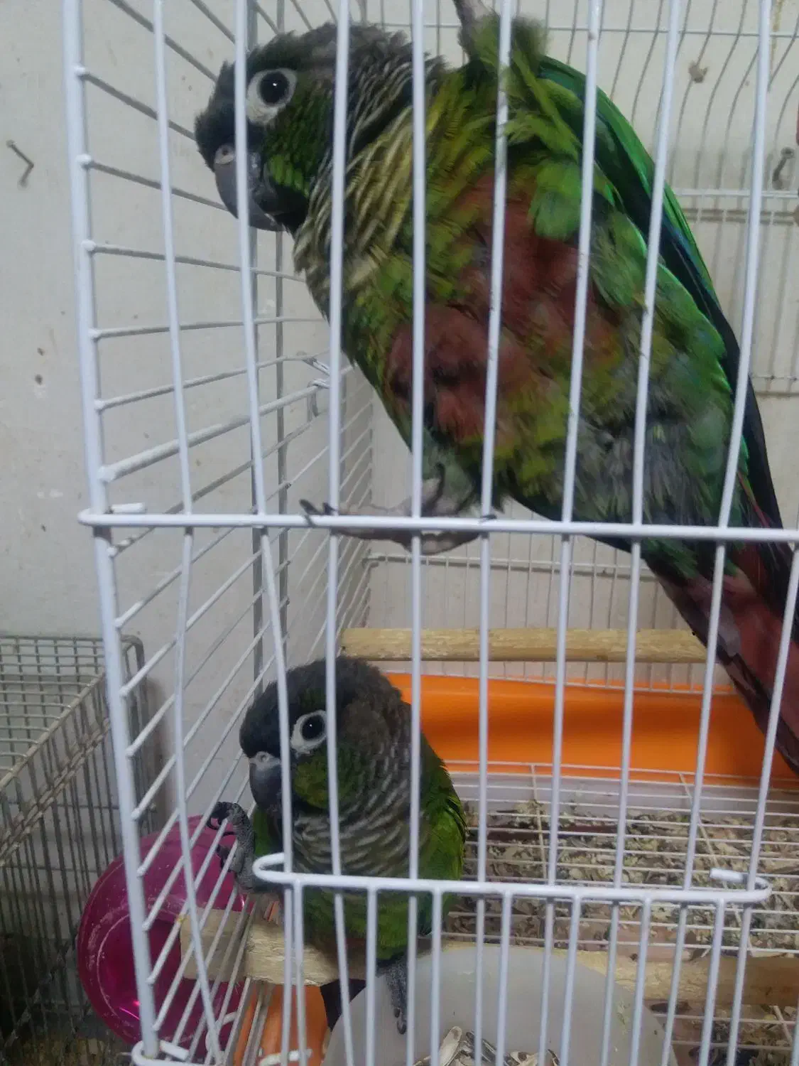 طوطی گرینچک|پرنده|میاندوآب, |دیوار