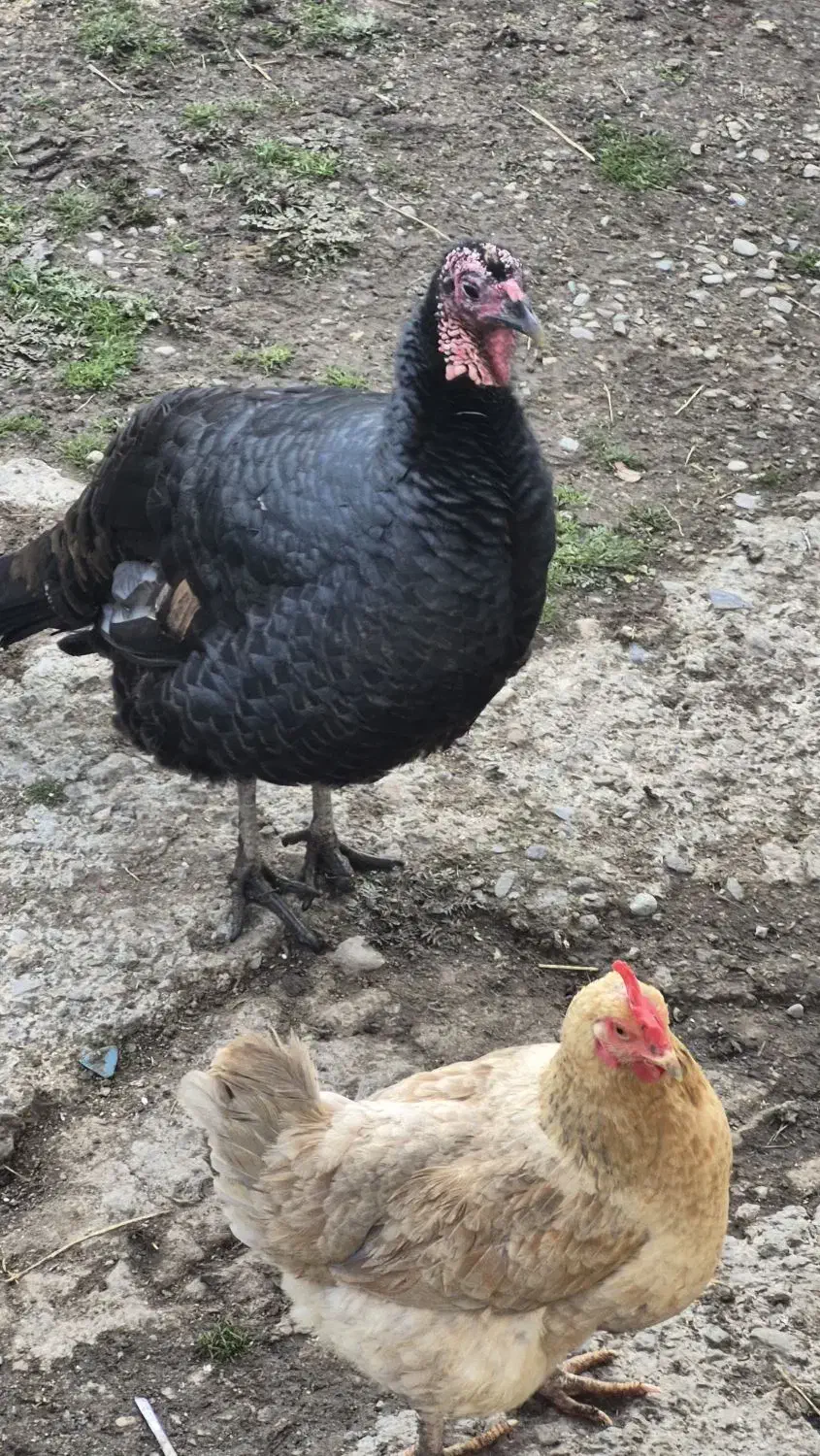 بوقلمون ماده|حیوانات مزرعه|رشت, دیانتی|دیوار