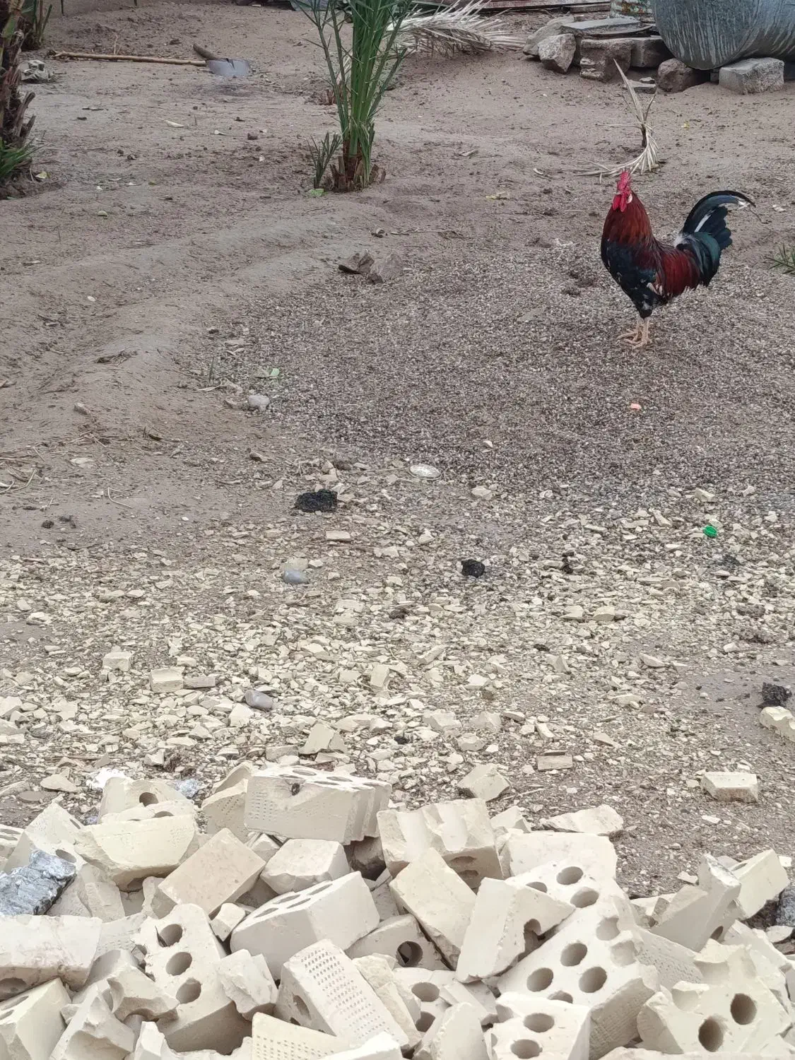 خروس و مرغ تخمگذار|حیوانات مزرعه|کرخه, |دیوار