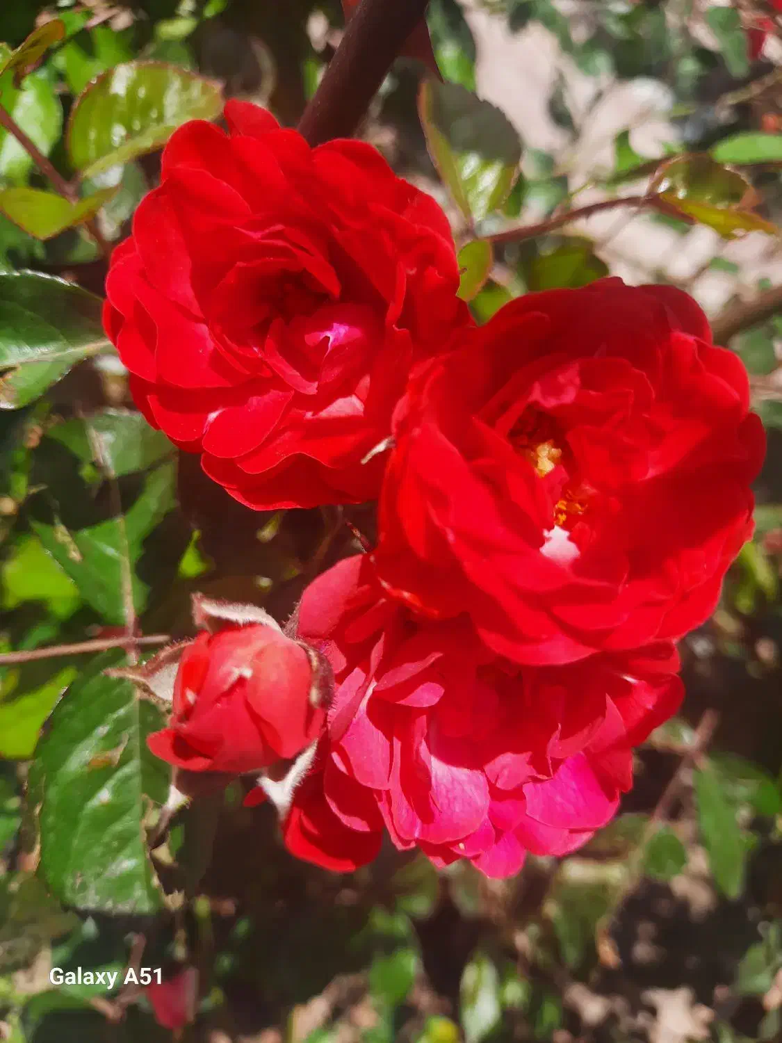 سرایدارزوج جوان|استخدام سرایداری و نظافت|شاندیز, |دیوار