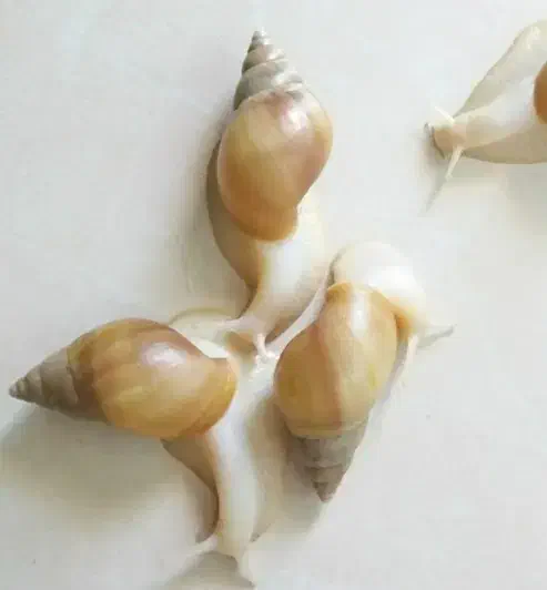 حلزون آلبینو معجزه پوست|خزنده|تهران, افسریه شمالی|دیوار