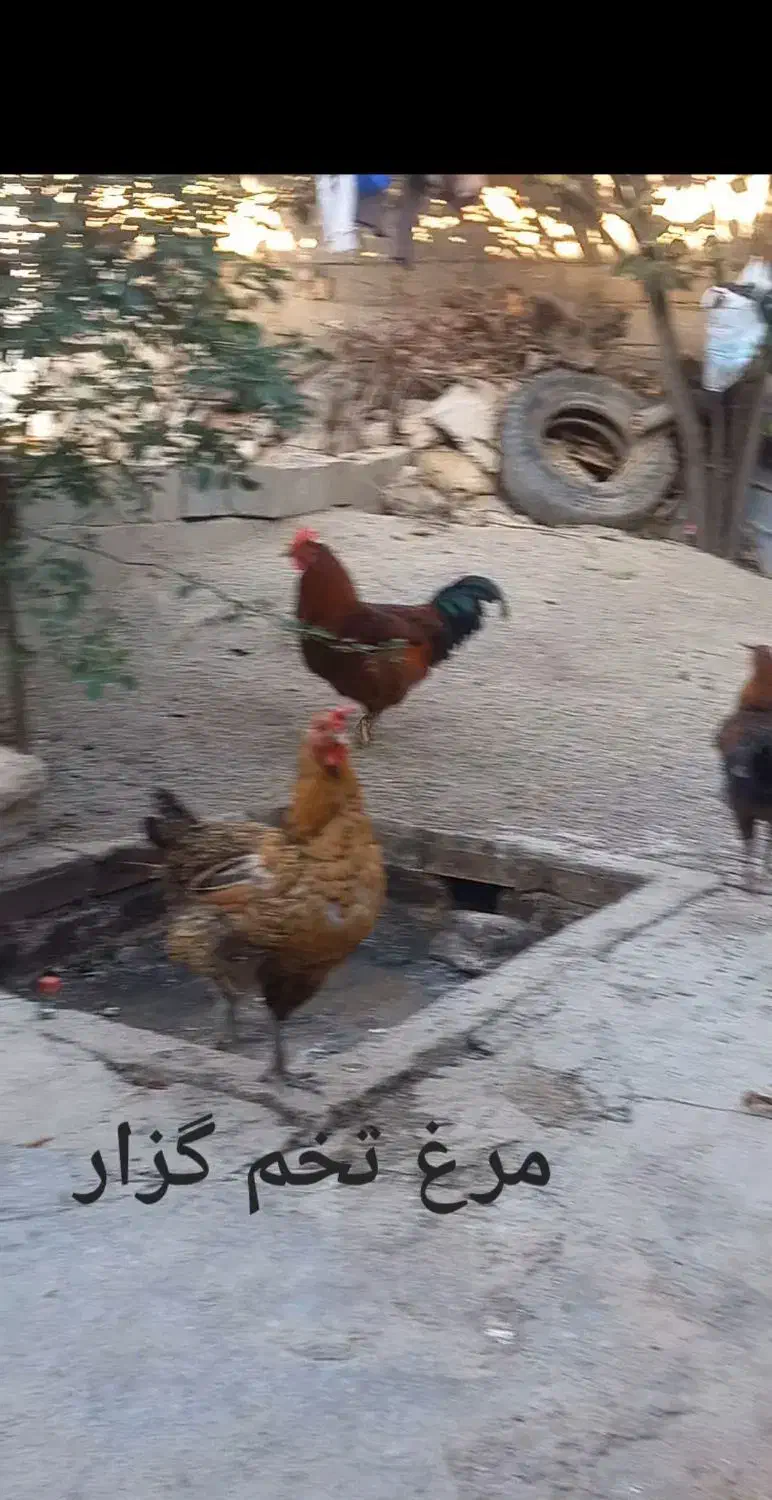 مرغ خروس|حیوانات مزرعه|مینودشت, |دیوار