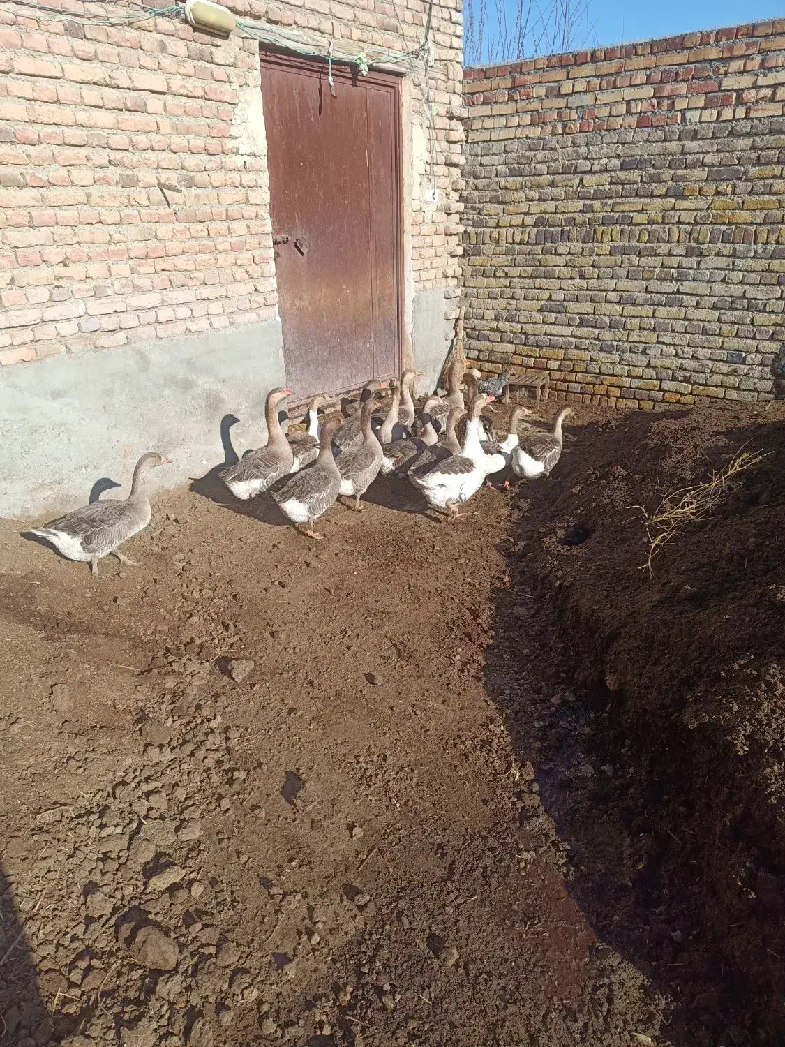 غاز دورگه|حیوانات مزرعه|نوشین شهر, |دیوار