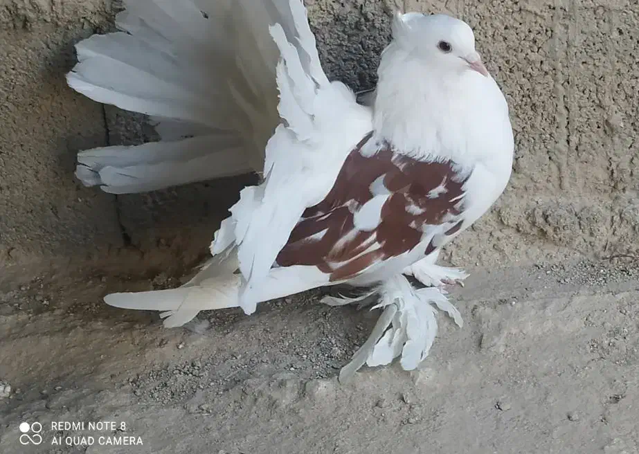 دمچتری|پرنده|خورموج, |دیوار