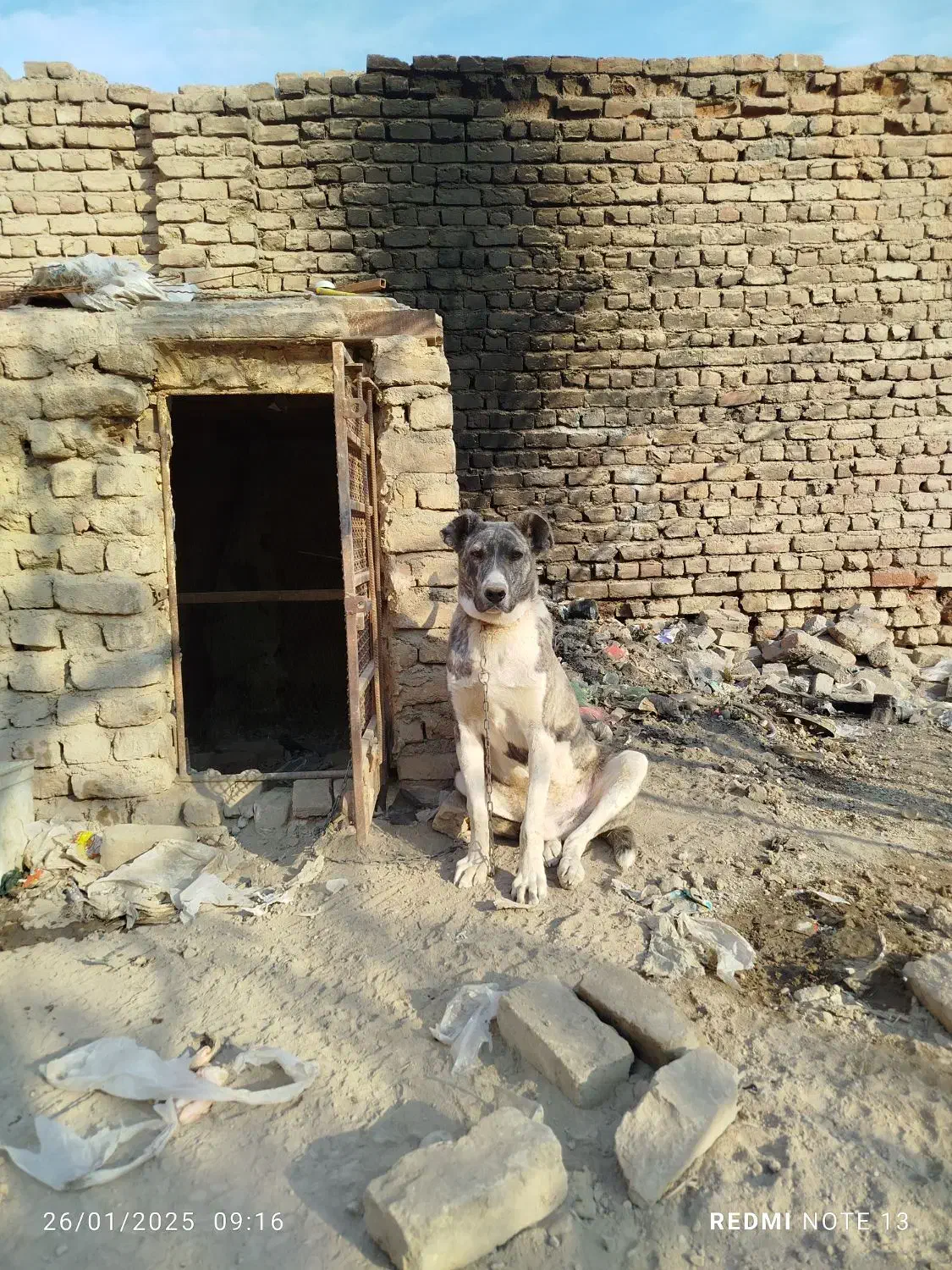 واگذاری سگ|سگ|قم, تعویض پلاک|دیوار