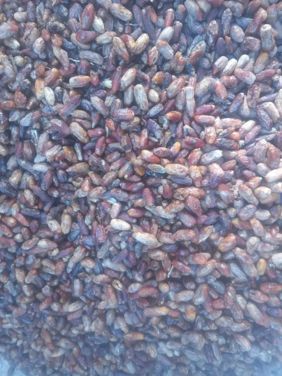 خرما|خوردنی و آشامیدنی|داراب, |دیوار