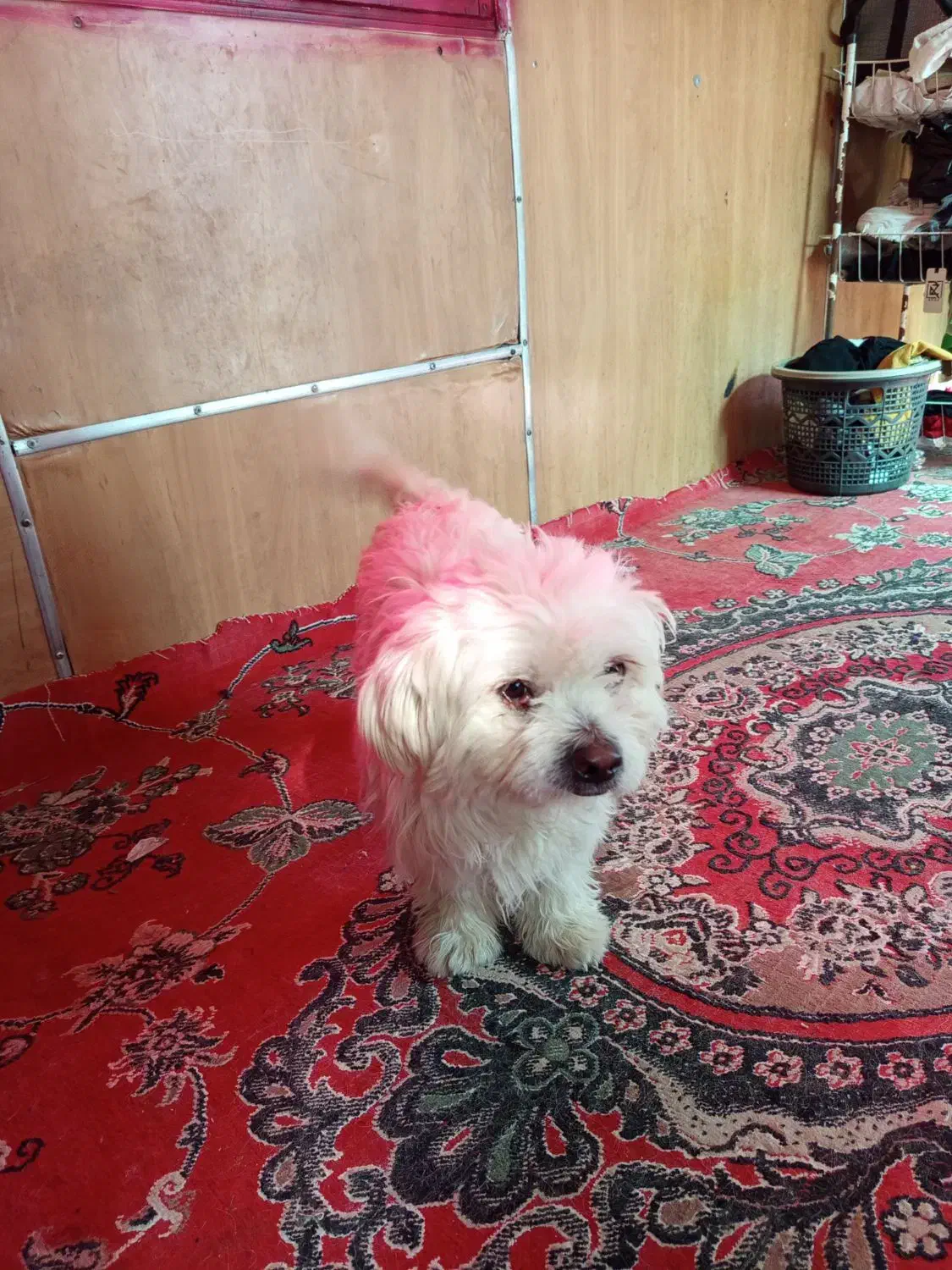 سگ گمشده|سگ|فیروزآباد (فارس), |دیوار