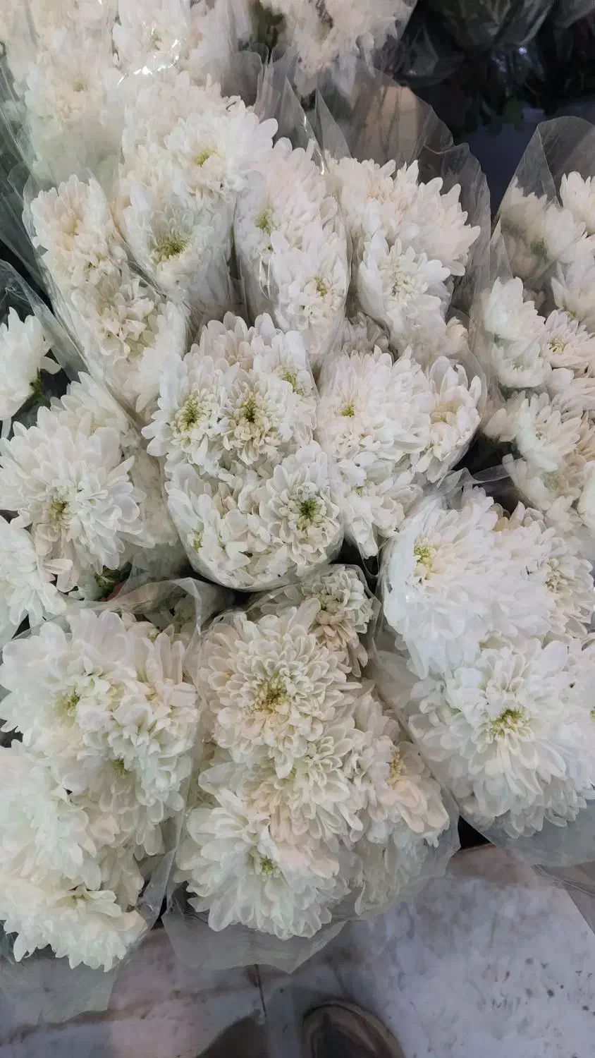 عمده داوودی و خرده بار|گل و گیاه طبیعی|شیراز, رکن‌آباد|دیوار