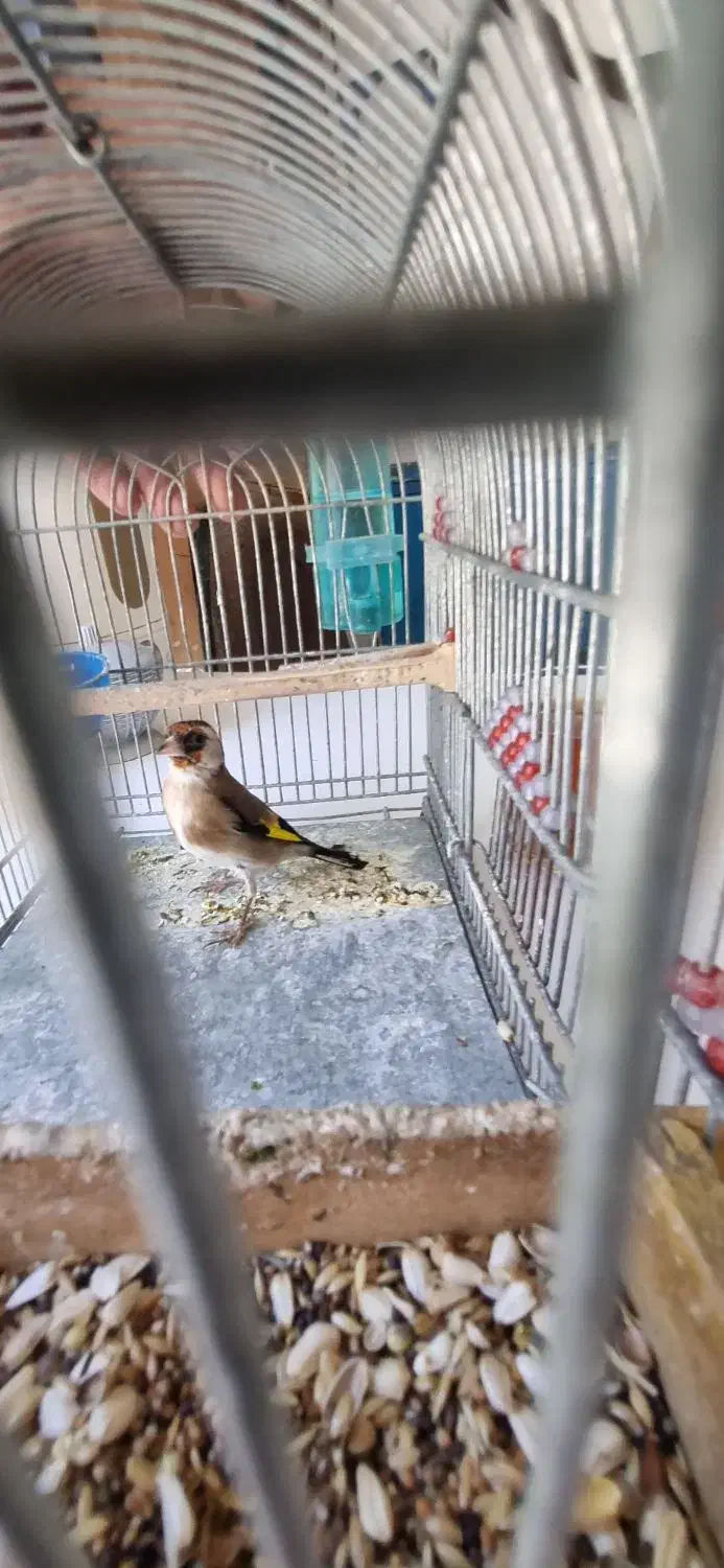 سهره چهارگل و سهره خاکی|پرنده|مشهد, پورسینا|دیوار