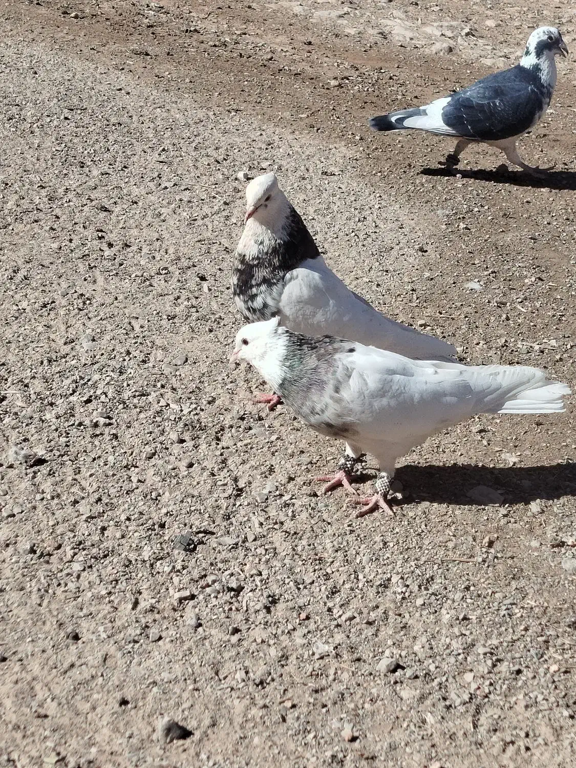 کبوتر طوقی و دمبی ماده|پرنده|دوگنبدان, |دیوار