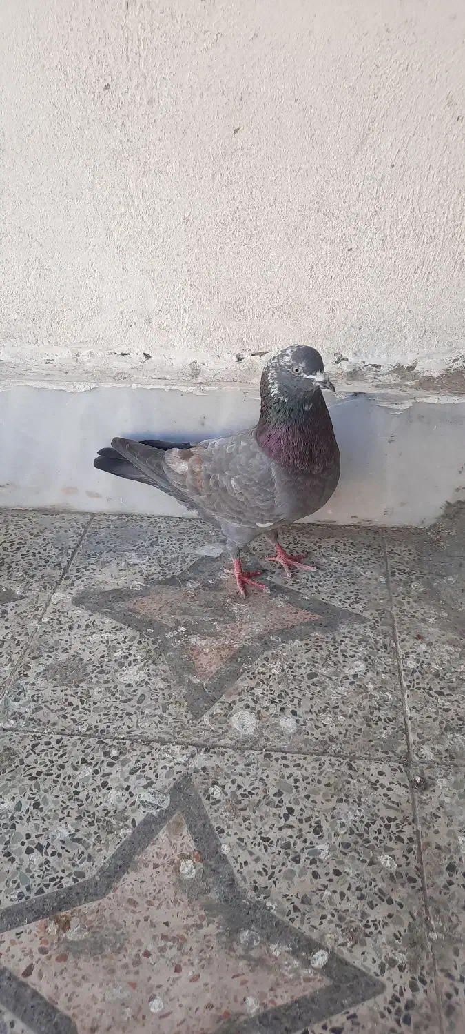 کبوتر|پرنده|چابهار, |دیوار