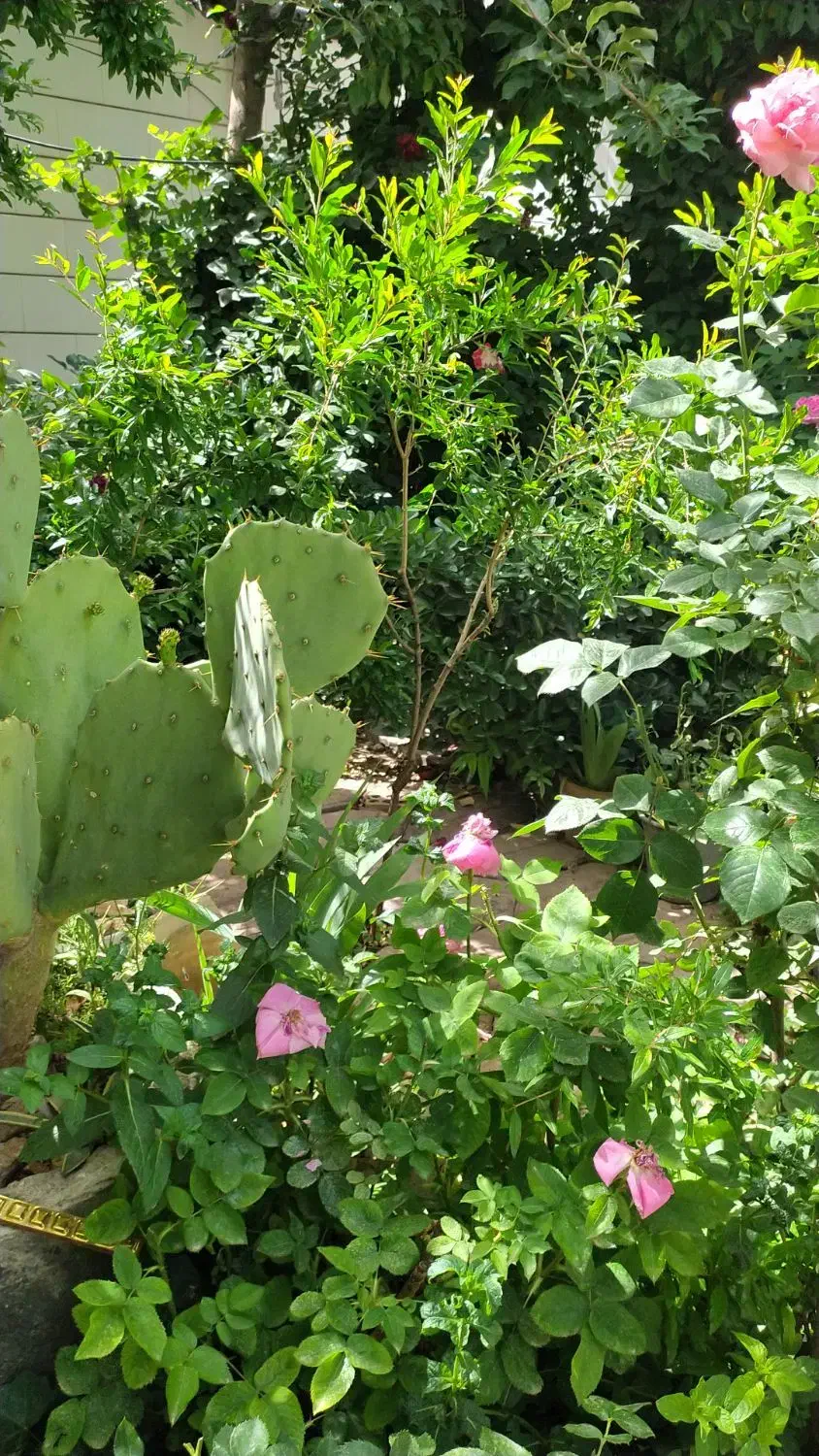 باغبانی و هرس درختان و گلها|خدمات باغبانی و درختکاری|تهران, باغ فیض|دیوار