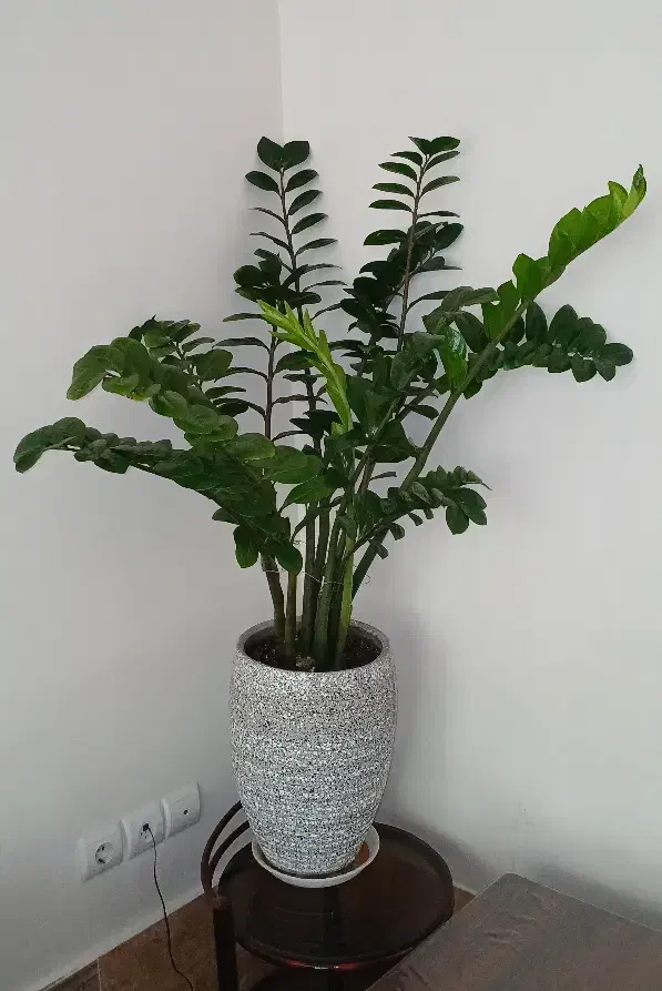 گل زاموفولیا|گل و گیاه طبیعی|سهند, |دیوار