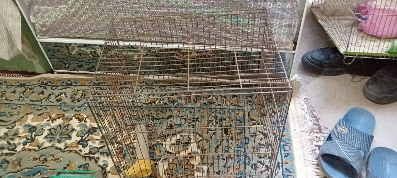 قفس قناری|لوازم جانبی حیوانات|سامن, |دیوار