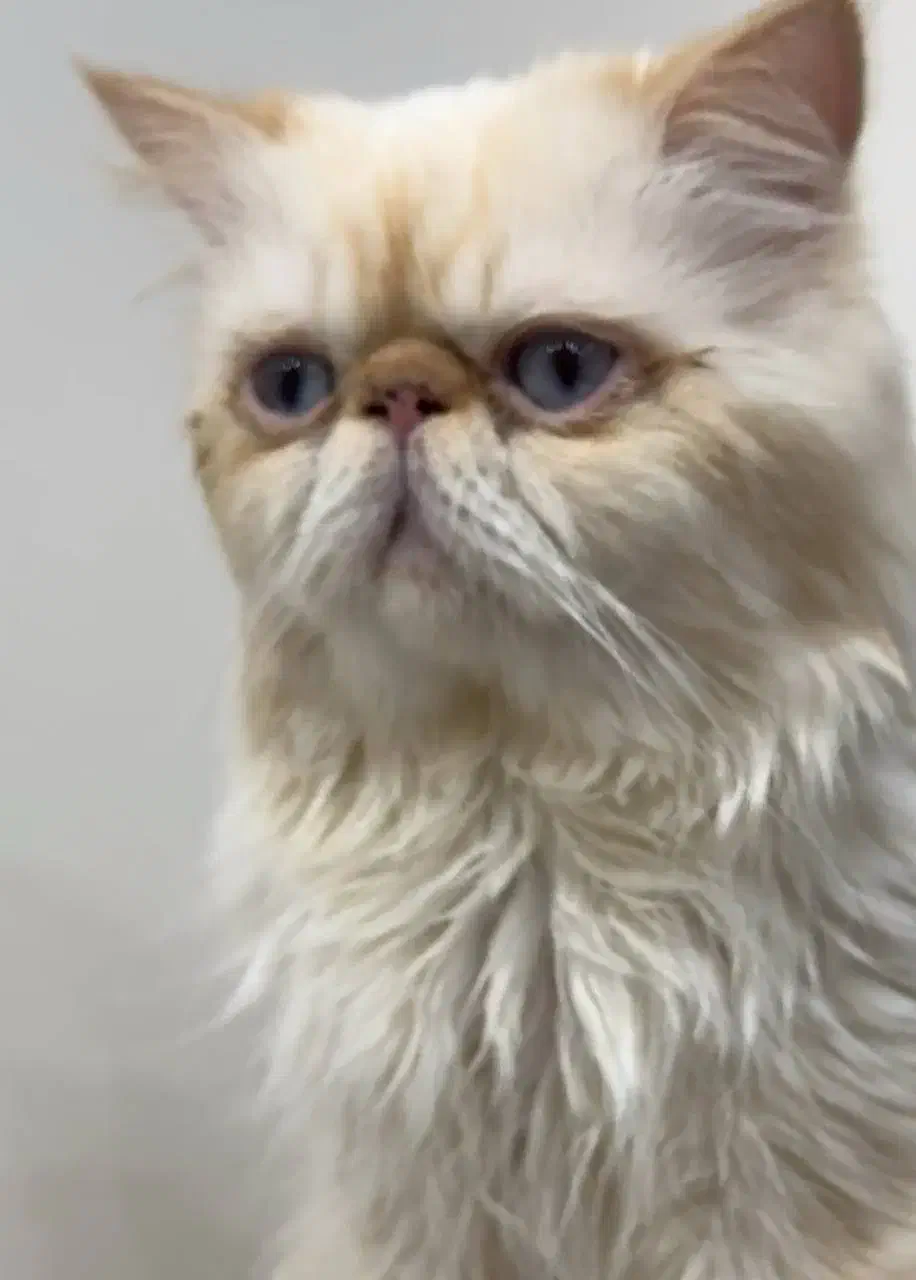 گربه نیاز به جفتگیری|گربه|قدس, شهر‌قدس|دیوار