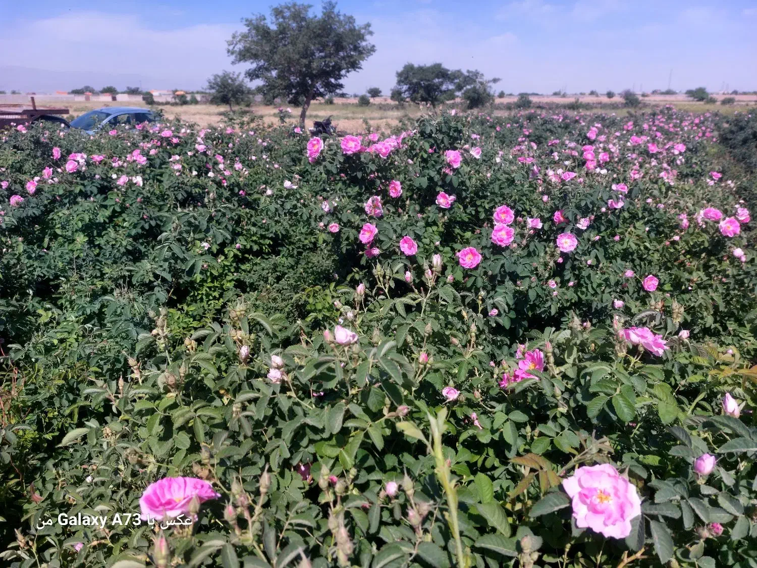 نهال گل محمدی|گل و گیاه طبیعی|مشهد, فرخد|دیوار
