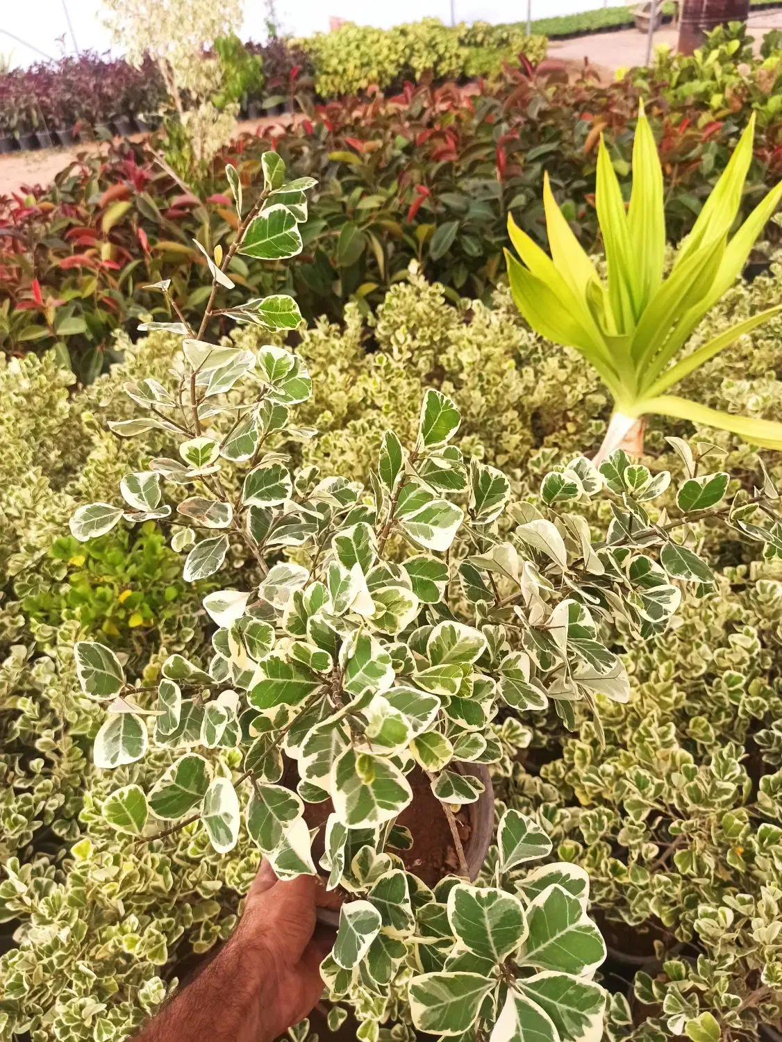 گل آپارتمانی قیمت 50|گل و گیاه طبیعی|محلات, |دیوار